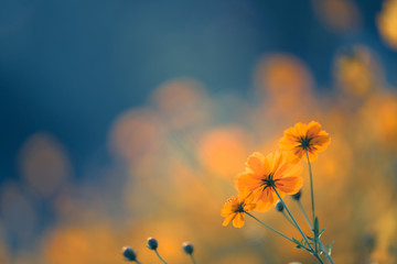 三年级科学植物有哪些相同的特点教案