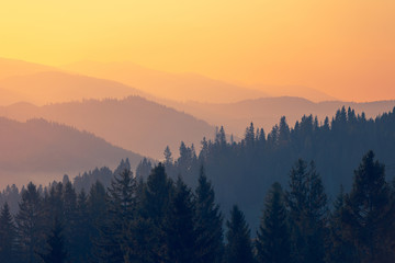 三年级科学植物有哪些相同的特点教案