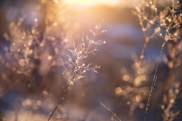 人们有哪些保护自然环境的例子