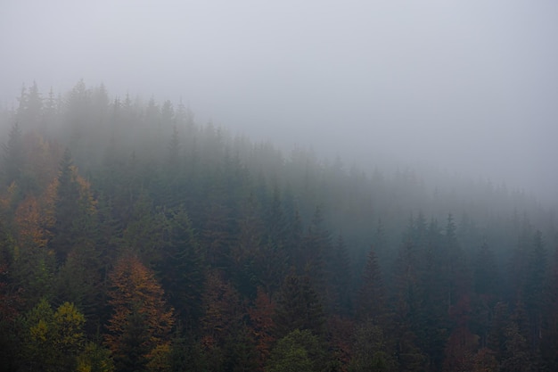 人教版小学科学四年级下册教学计划
